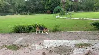 Leo's chill day in nature | Leo The Beagle