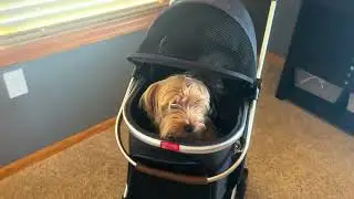Pet Travel Essential! Foldable and Lightweight Stroller for Easy Storage!
