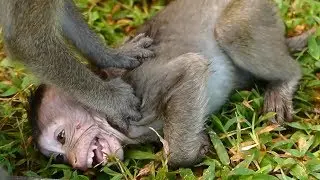 Breaking Poor Lizza Monkey Cries Seizure By BIG MONKEY Hit &Bite | Caca Nurse Lizza | Monkey Crying