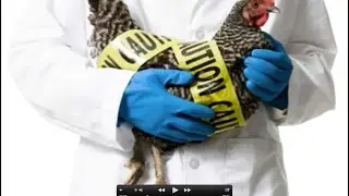 Biosecurity Tips for Backyard Chicken-Keepers