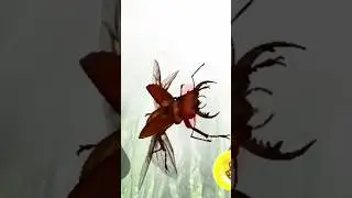 甲虫王者ムシキング - メンガタクワガタの究極必殺技 : スーパーダンガン #ムシキング #甲虫王者ムシキング #甲蟲王者 #mushiking