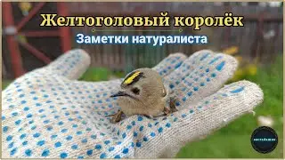 ЖЕЛТОГОЛОВЫЙ КОРОЛЁК. Regulus regulus. ЗАМЕТКИ НАТУРАЛИСТА.