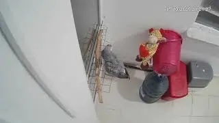 ÇİLLİ BOM BOM