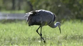 PSL Living: Biologists discuss how residents, wildlife can co-exist in our community