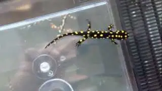 Anatolia Newts (Neurergus strauchii)
