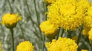 Lavender-cotton - Santolina chamaecyparissus - Gr&aacute;buski - B&uacute;r&oacute;t -  Bl&oacute;mstrandi runnar - Gar&eth;pl&ouml;ntur