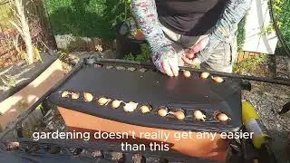 Эпизод 288: Как выращивать лук-севок в EarthBoxes