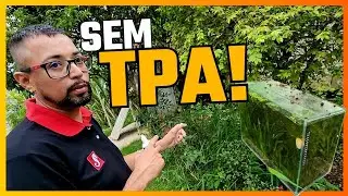 AQUÁRIO AUTOCICLANTE EMBAIXO DA JABOTICABEIRA - Visita ao aquarista Felipe de Suzano - SP