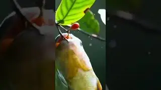 High resolution nature fish status