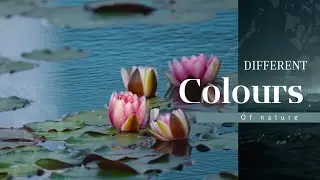 Different colours of nature 🍁🌺🍂 | colour journey with nature 🍂🍃🏔⛰️