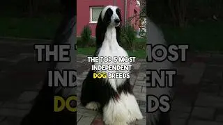 Top 5 most independent Dog Breeds in the world #dog #dogspecies #doglover #ytshorts #dogknowledge