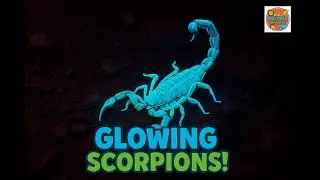 Glowing Scorpions! Fun, quirky and sometimes a bit gross child-friendly facts about Scorpions!