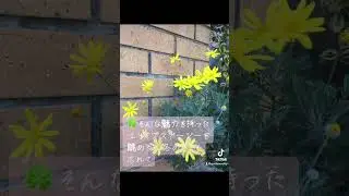 【冬のお花🌼ユリオプスデージーの魅力】#ユリオプスデージー#植物ラバー#ガーデナーズアイ#お庭のことなら#ガーデナーシップ#冬のお花#冬のお庭#お家周りと暮らしのお庭