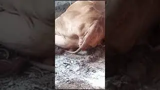 dg khan goat farm.protocol before cow delivery (baby)