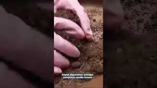 pupuk kandang, bisa dijadikan campuran media tanam #planteria #tanamanhias #tanamahias #plants