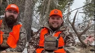COLORADO mule Deer Hunt 2021 DIY Public land