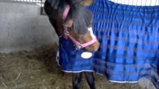 Ein M&auml;dchen...Ein Pferd...Ein Traum...Unser Weg zum Erfolg