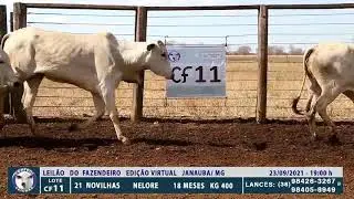 LOTE CF11