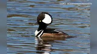 Nature Unveiled: Birdwatching Adventures with Jim Rapp