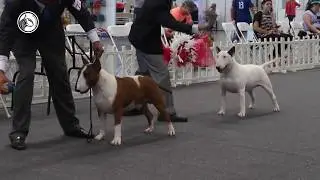 3 CONSEJOS B&Aacute;SICOS PARA MANEJO EN PISTA CANINA