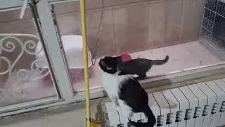 Disabled cats