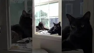Kitty Kings relaxing on Sunday #kitty #king #blackcat #sunday #relaxing #chill #cat #aloha