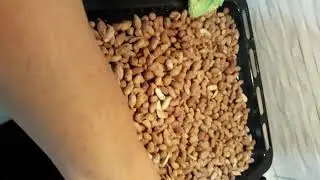 10 dakikada çıtır çıtır yer fıstığı kavurması