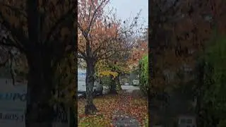 Fall season on it's peak beauty of clearing the leaves Beutiful BC #naturelover #vancouverisawesome