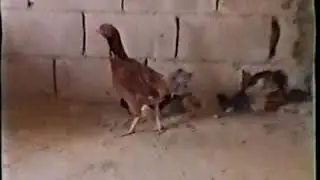 شحيم ايام زمان