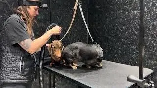 Dachshund grooming | first test of a YouTube video!
