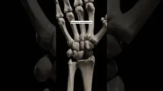 Adduction and Abduction of Wrist | #medical #biology #science #skeleton #wristjoint