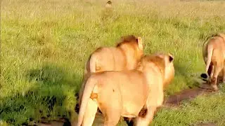 Lion Warfare &ndash; Orkirikoi Chase 2 Paradise Males,then Orkirikoi being chased by Rongai Rocker Males