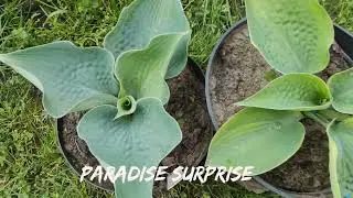 Редкий сорт хосты Paradise surprise #hosta #хоста #сорта #коллекция