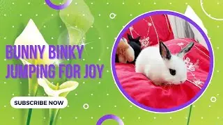 Why My Bunny Is So Happy? 😃 Happy Bunny Binky, Jumping For Joy
