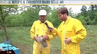 Il miele e il fantastico mondo delle api