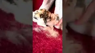 Bouboulapine en colère #милота #rabbit #bunny #бубузаяц #pets #animals #cute #cute #бубузаяц