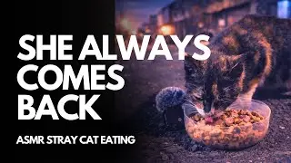 The Calico Cat Who Always Comes Back Every Night At 9 P.M