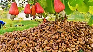 O Segredro por trás do Alto Preço da Castanha de Caju | Agro Saber