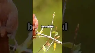 This Bird Sings Two Songs at Once #birdtalent #weirdbirds #voiceboxduet