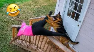 Funniest Dogs On The Internet Right Now 😂 Best Funny Animals 2026