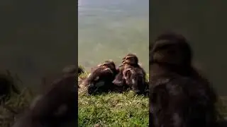 LOVELY BABY DICKLING CLIP