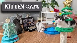 The Kitten Room: Day 70 - Jim & Pam
