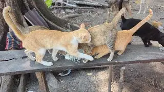 cat all they are 3years old 