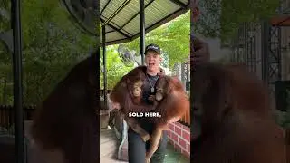 BUYING ILLEGAL ANIMALS ON ASIAN MARKET&hellip; 🦁