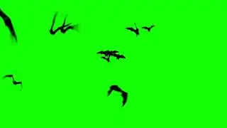 Realistic bats flying toward viewer green screen background loop (HD EXCLUSIVE)