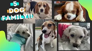 Family of Dogs 2020!!