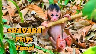 Adorable SHAVARA Shows His Strength in Playtime!, @monkeynaturekh
