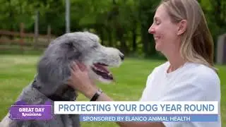 Protect Your Dog From Parasites With Credelio Quattro