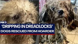 Florida dogs rescued from hoarder in need of care, homes