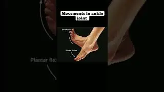 movements of ankle joint